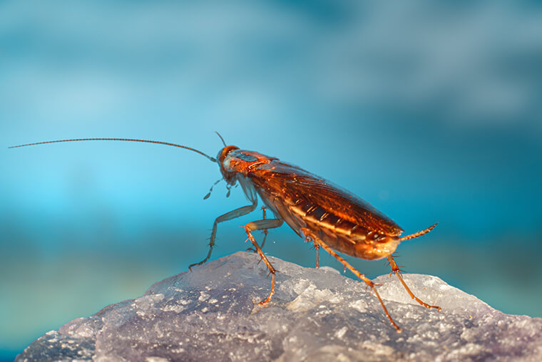 Cockroach