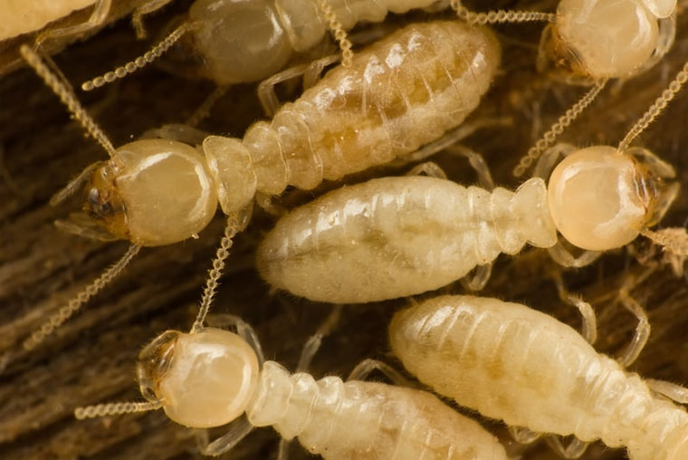 termite control tertment