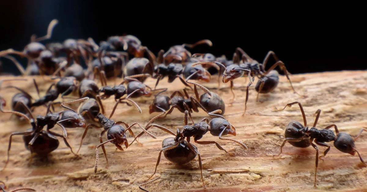 ant control treatments