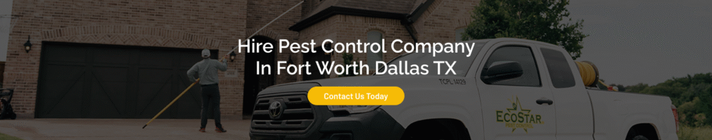 Termite treatment Fort Worth