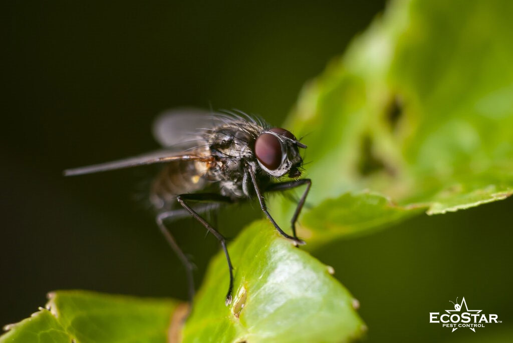 How Commercial Fly Control Services Help Fort Worth Businesses Stay Pest-Free