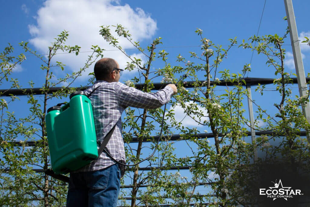 Take Back Your Yard with Smart Mosquito Control in Dallas Fort Worth