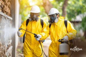 Mid-Year Termite Check: Why Summer Is the Best Time for a Home Inspection in North Dallas