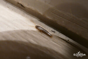 How to Get Rid of Basement Bugs: 6 Simple Steps That Work