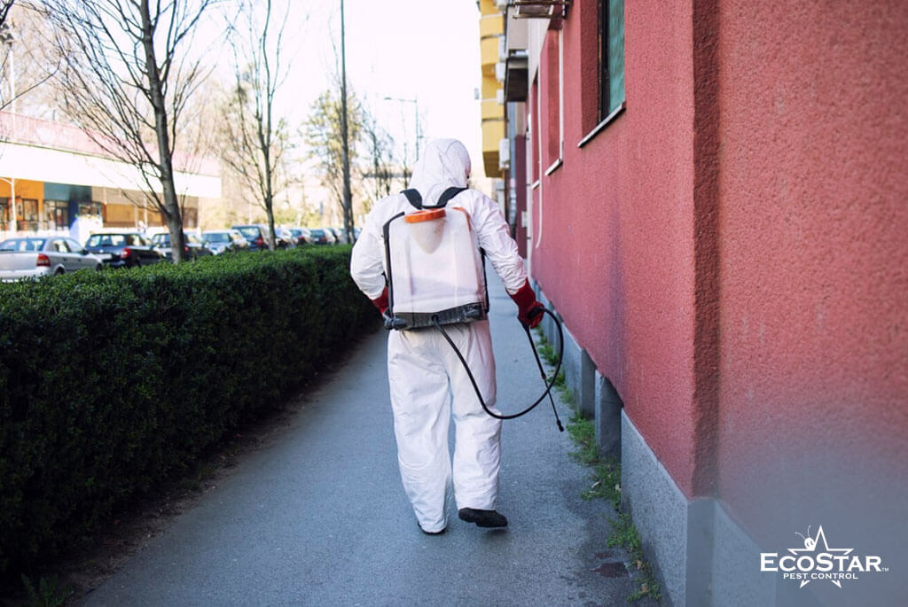 Fall Pest Control in DFW: What Homeowners Should Do Before Cooler Weather Hits