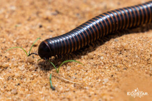7 Proven Ways to Stop Millipedes from Invading Your Home and Garage
