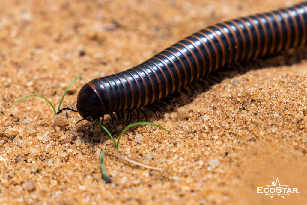 7 Proven Ways to Stop Millipedes from Invading Your Home and Garage