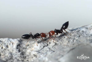 How to Get Rid of Ants in a Warehouse: Expert Commercial Pest Tips
