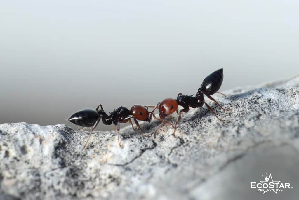 How to Get Rid of Ants in a Warehouse: Expert Commercial Pest Tips