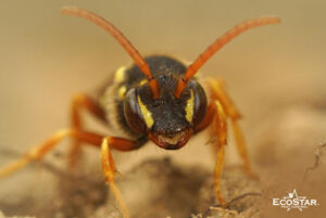 7 Expert Tips to Keep Wasps Away from Your Home and Yard