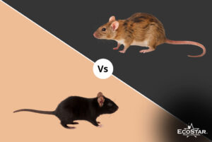 Mice vs. Rats: Key Differences and the Damage They Can Do to Texas Homes