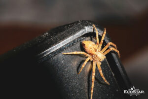 Why Spiders Move Indoors in Fall and How to Keep Them Out This Winter
