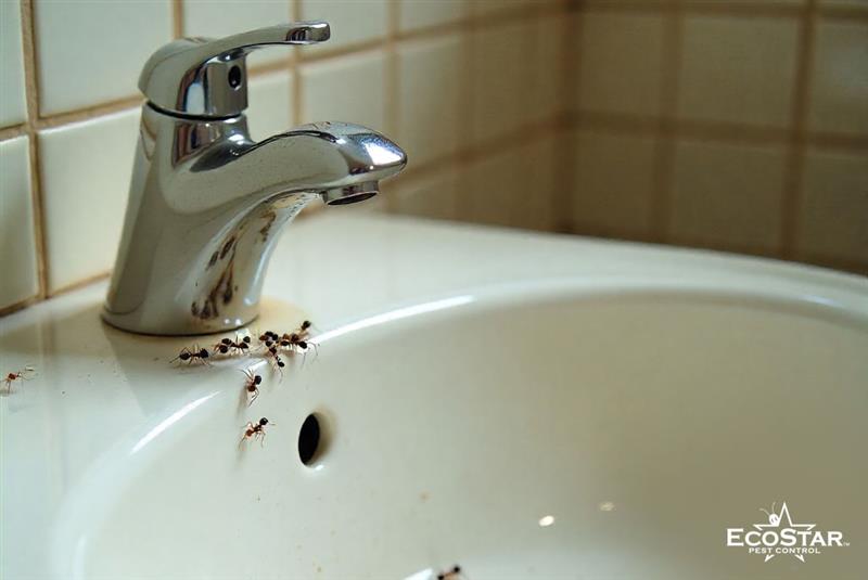 Why Ants Invade Bathrooms and How to Stop the Infestation Fast 