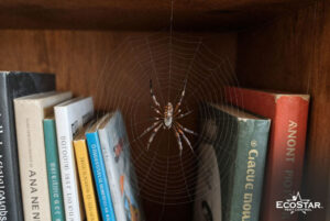 What’s Attracting Spiders Inside Your House?
