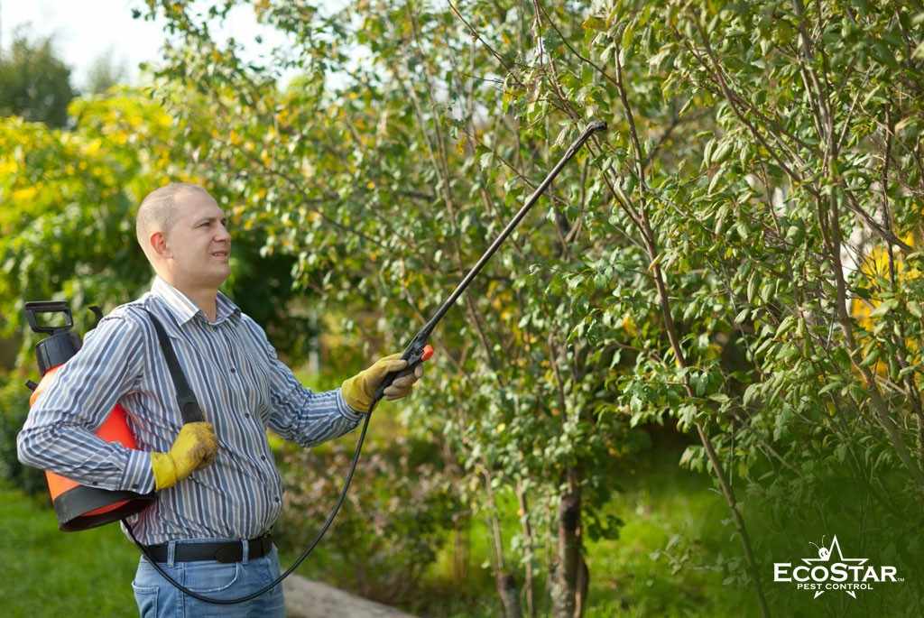 Pest Control in Farmers Branch, TX