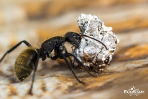 Ant Control Services