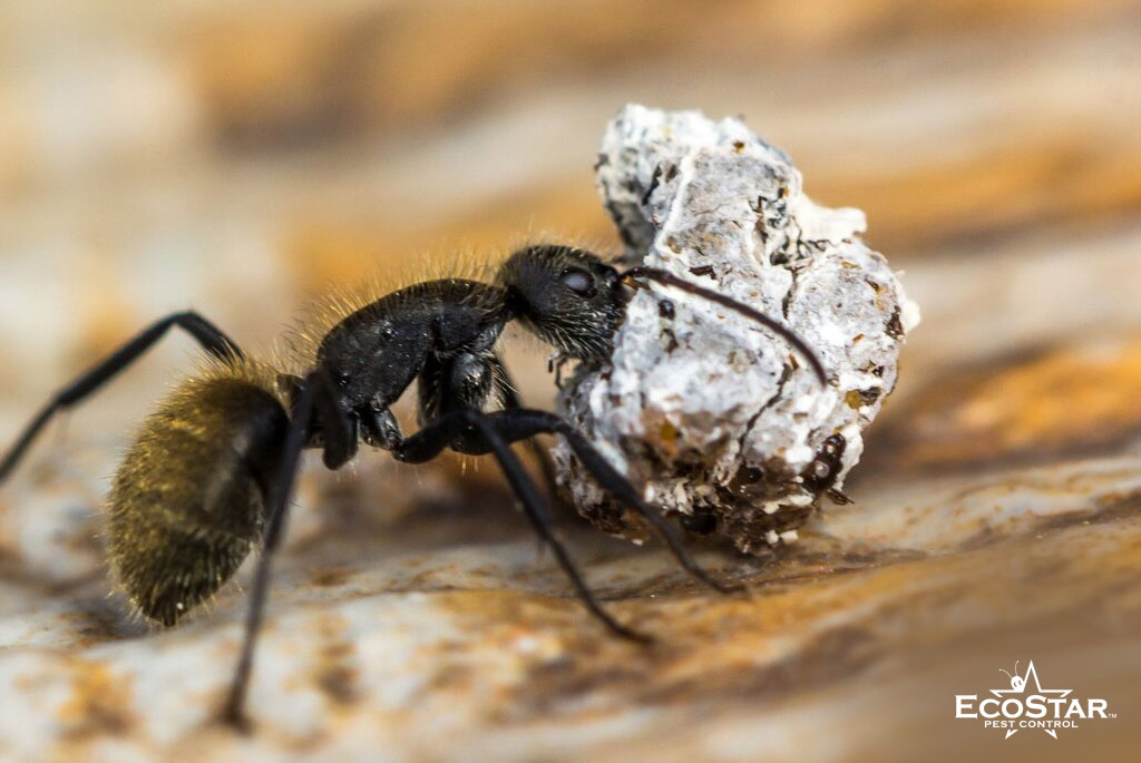 Ant Control Services