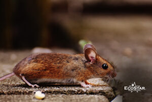 Why Is Rodent Control Important in Texas?