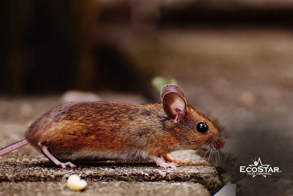 Why Is Rodent Control Important in Texas?