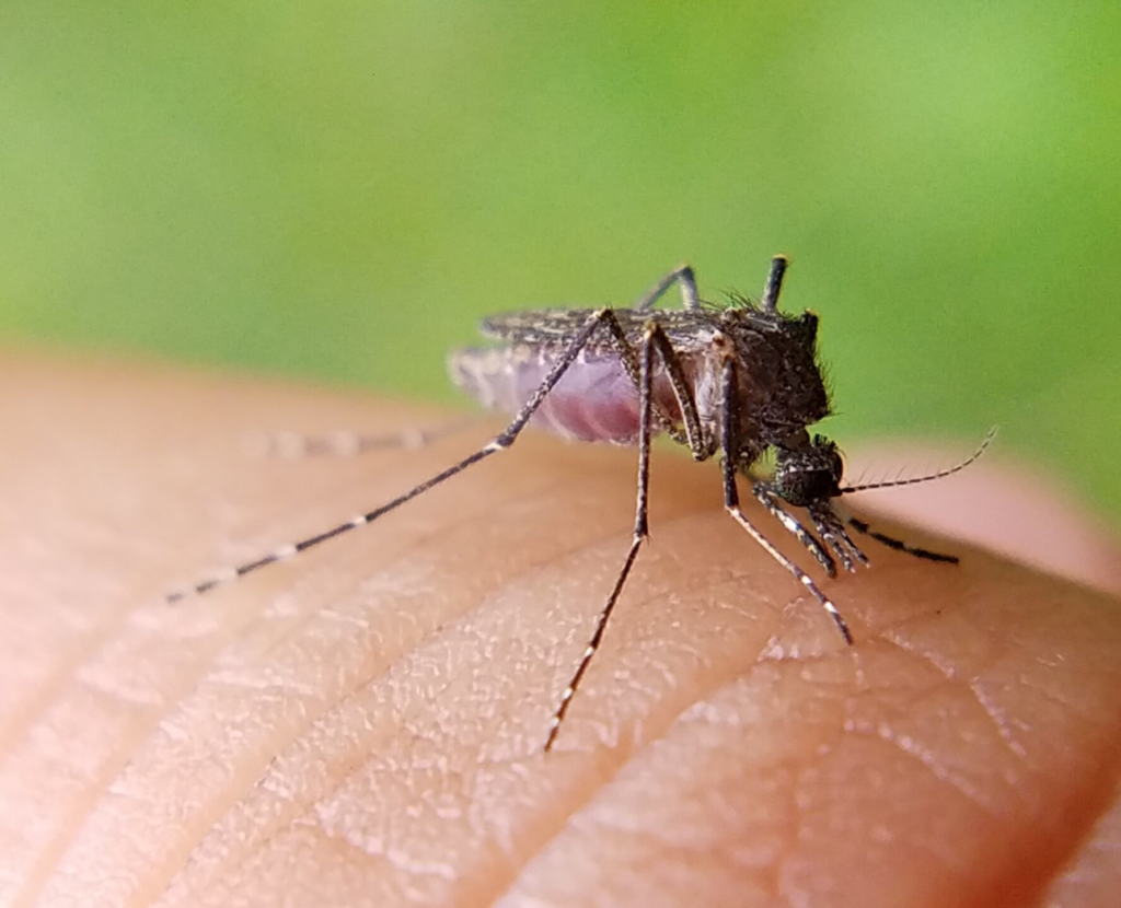 Mosquito Control Treatment