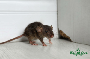 mice pest control & rodent control solutions